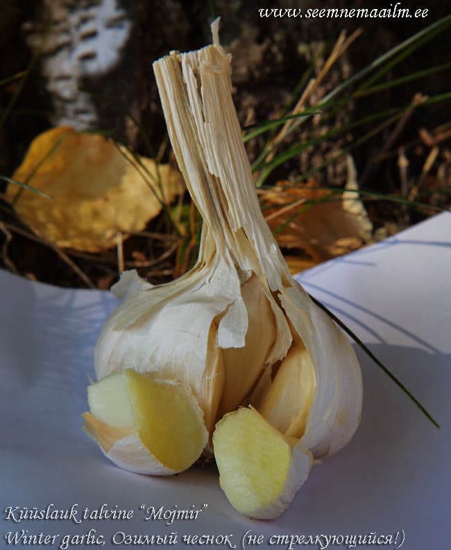 Winter garlic Küüslauk talvine Mojmir Озимый чеснок не стрелкующийся